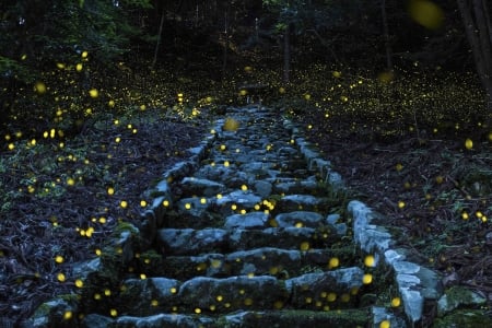 Detail Fireflies Wallpaper Nomer 47