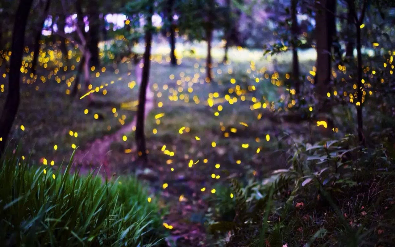Detail Firefly Wallpaper Nomer 37