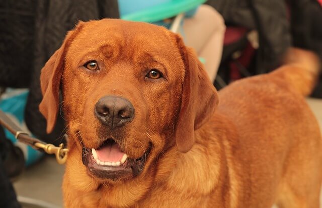 Firefox Labrador Retriever - KibrisPDR