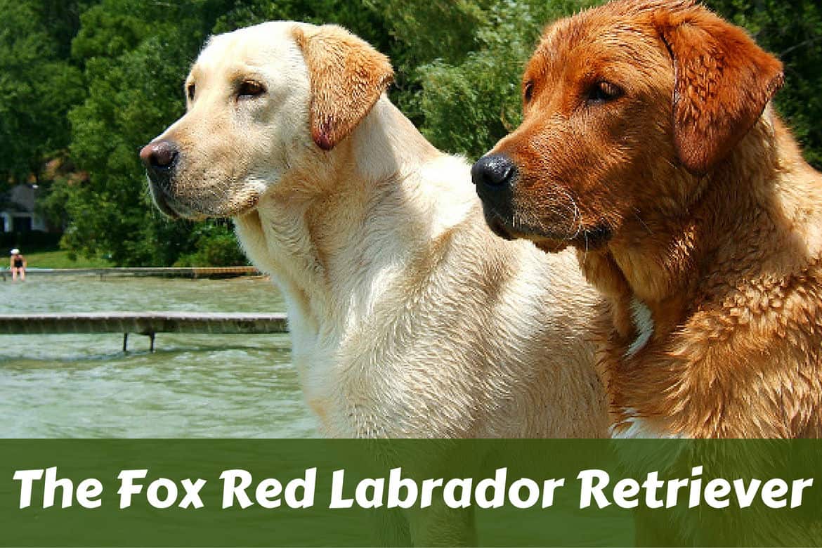 Download Firefox Labrador Retriever Nomer 2