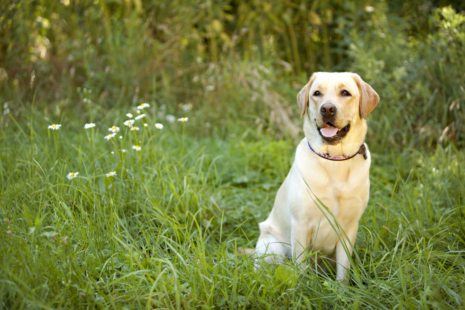 Detail Firefox Labrador Retriever Nomer 13