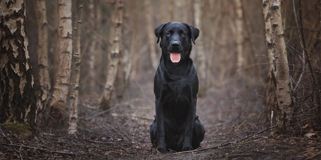 Detail Firefox Labrador Retriever Nomer 30