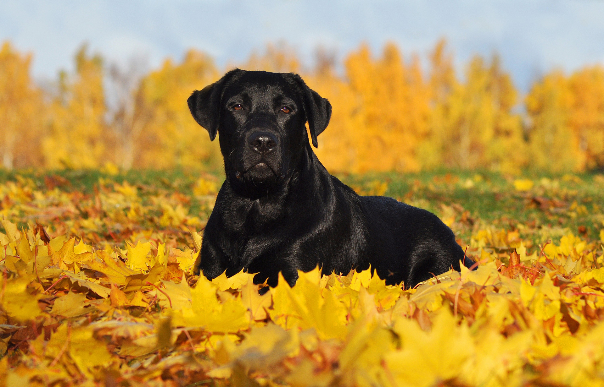 Detail Firefox Labrador Retriever Nomer 32