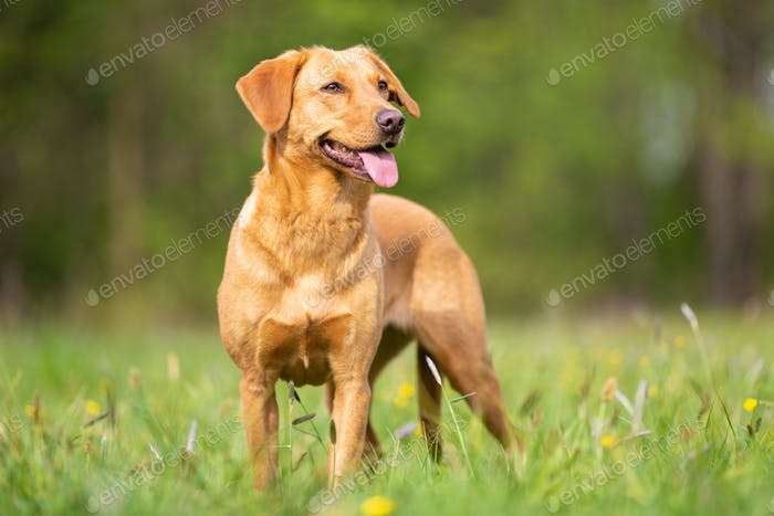 Detail Firefox Labrador Retriever Nomer 36