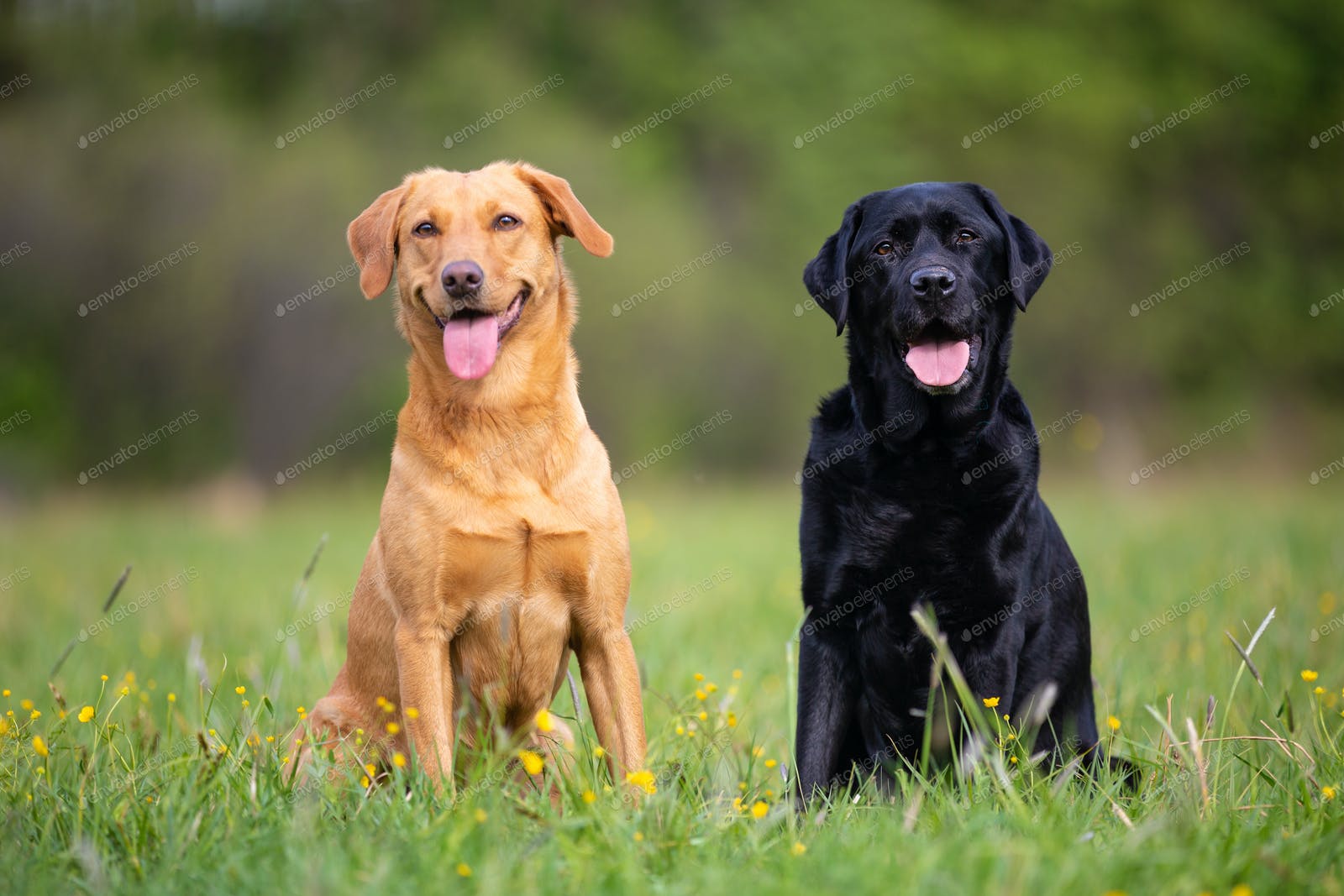 Detail Firefox Labrador Retriever Nomer 40