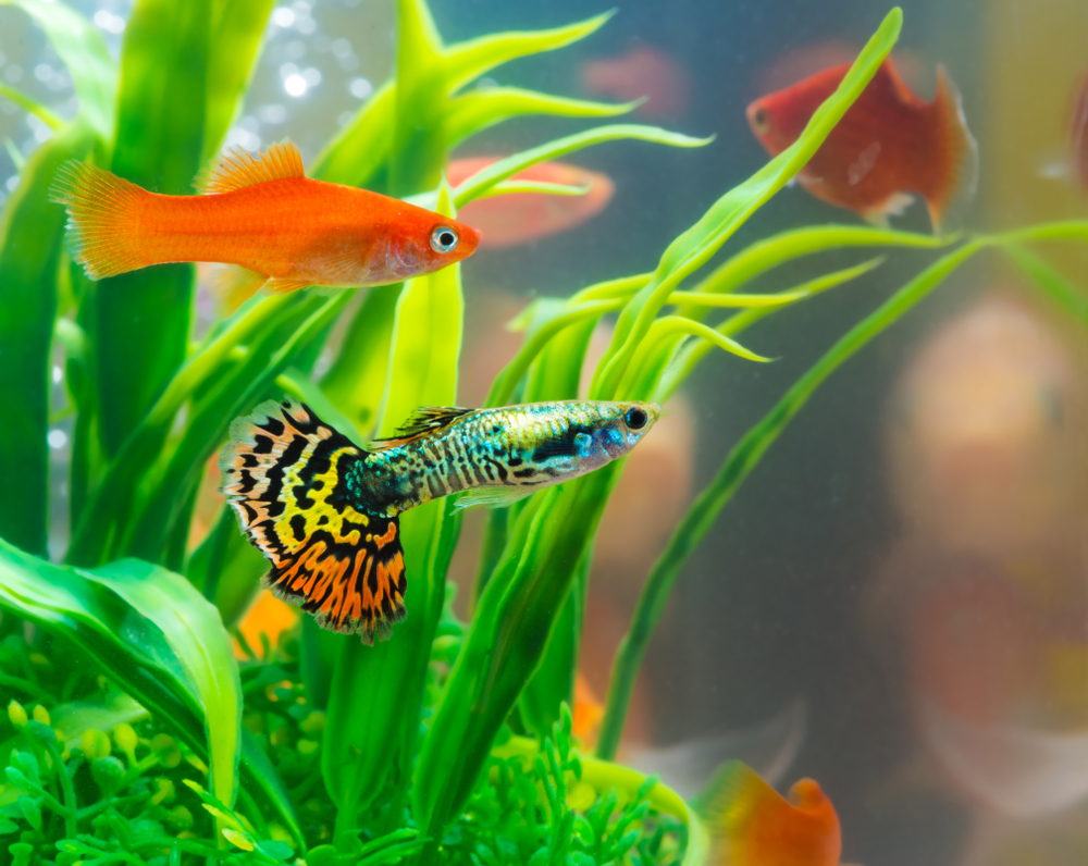 Fish Aquarium Images - KibrisPDR