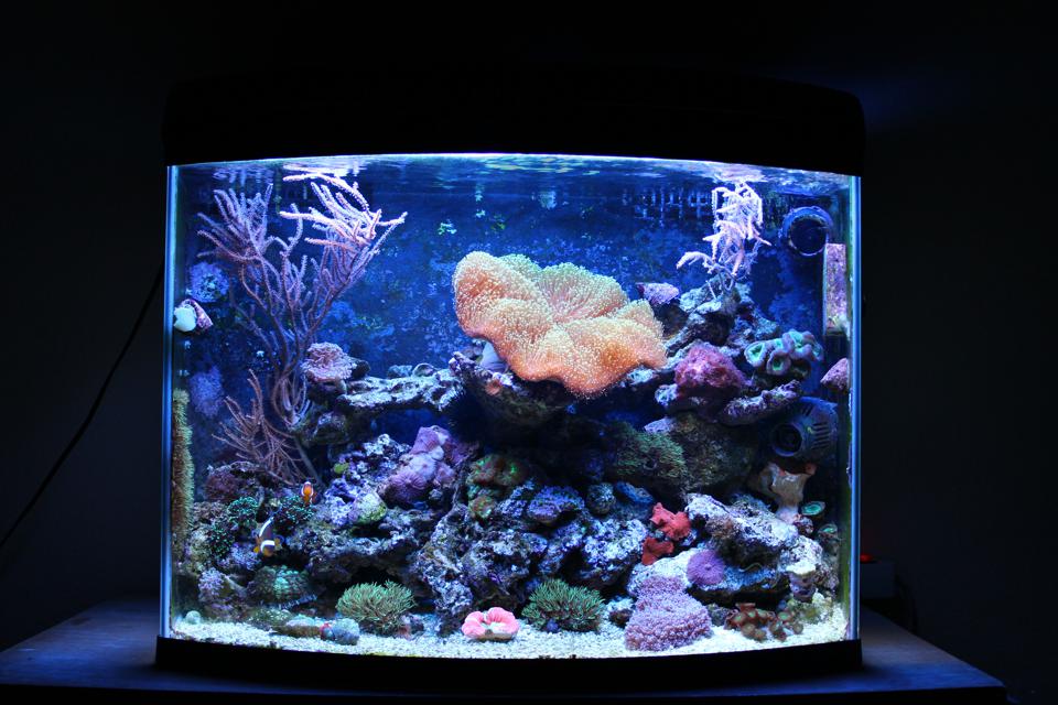 Detail Fish Aquarium Pics Nomer 25