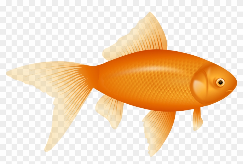 Detail Fish Clipart Png Nomer 25