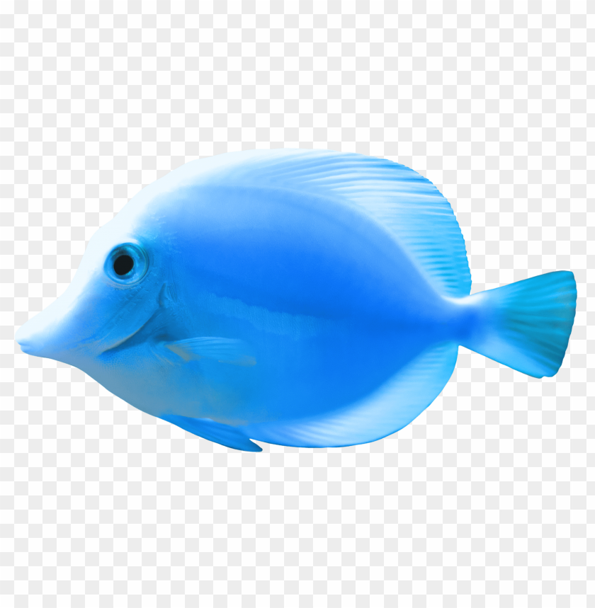 Detail Fish Download Nomer 26