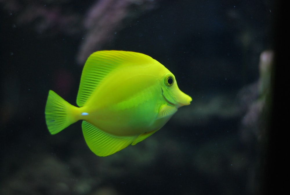 Detail Fish Hd Nomer 3