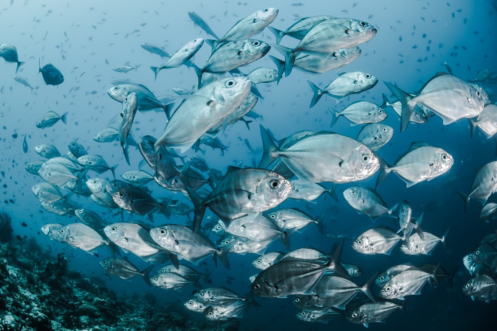 Detail Fish Hd Nomer 4
