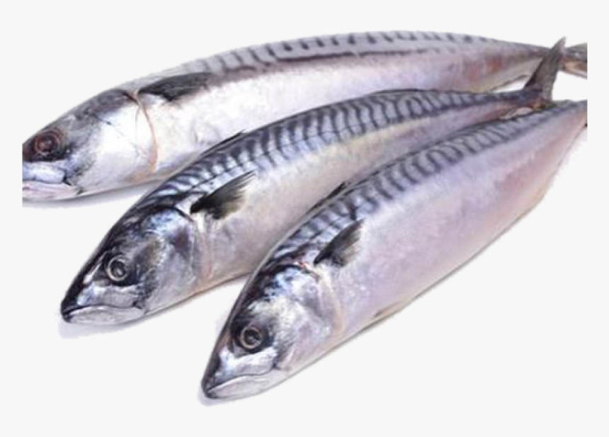 Detail Fish Hd Nomer 32