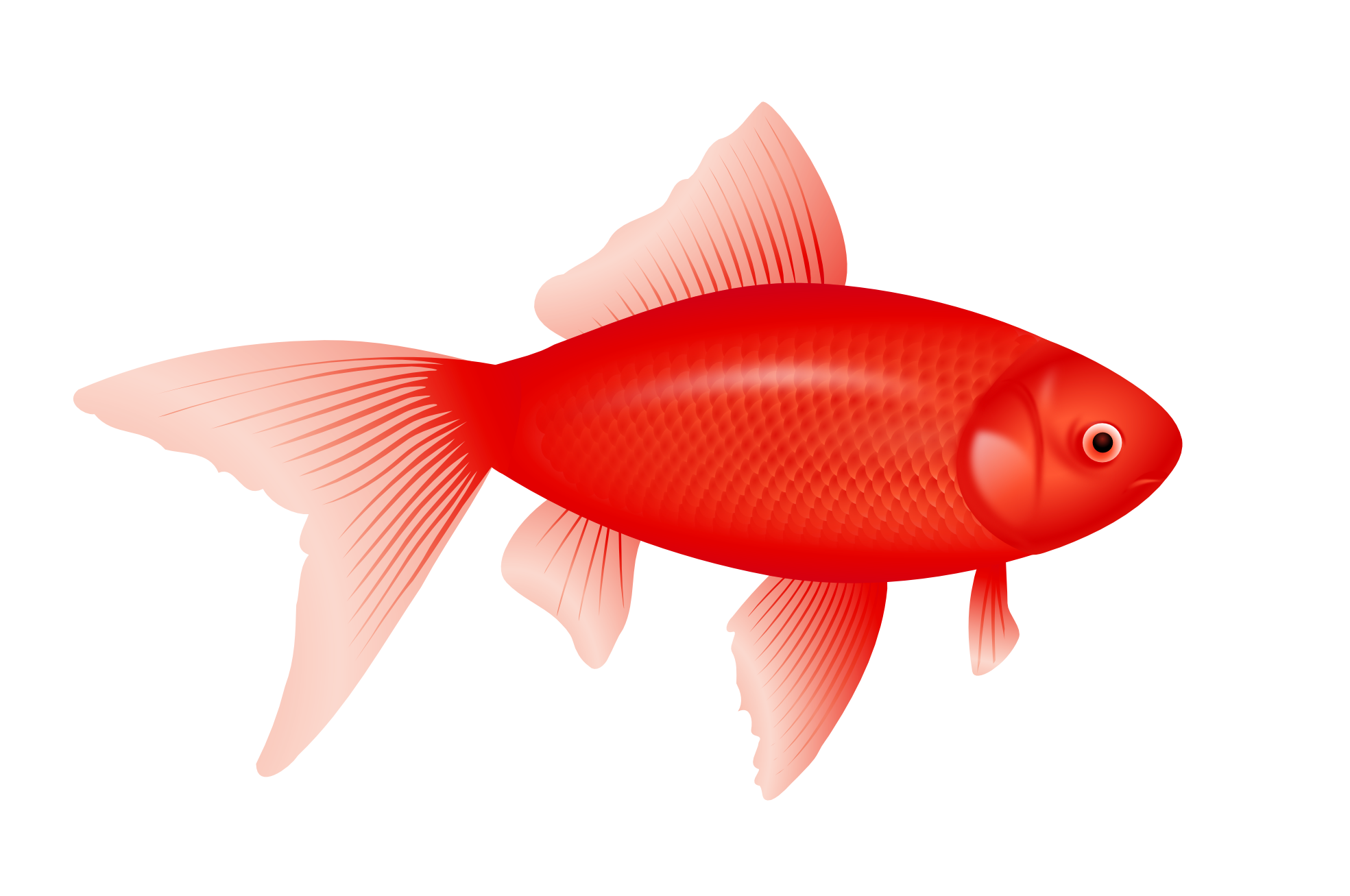 Detail Fish Hd Nomer 42