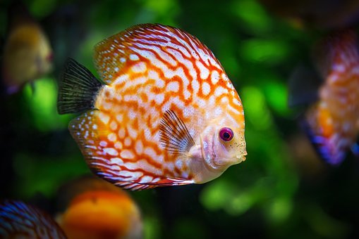 Detail Fish Hd Nomer 6