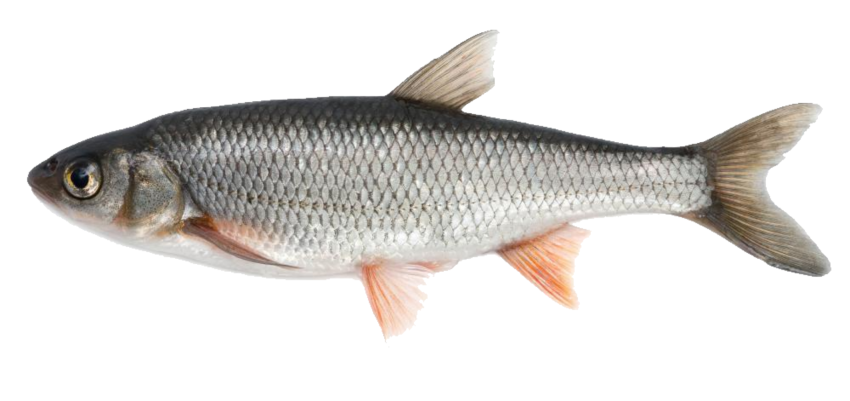 Detail Fish Hd Nomer 53