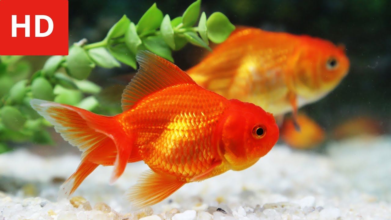 Detail Fish Hd Nomer 10
