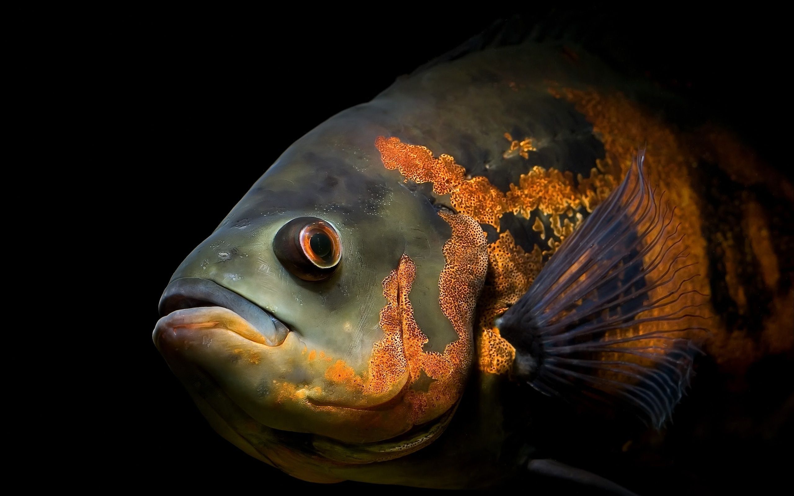 Detail Fish Hd Picture Nomer 51