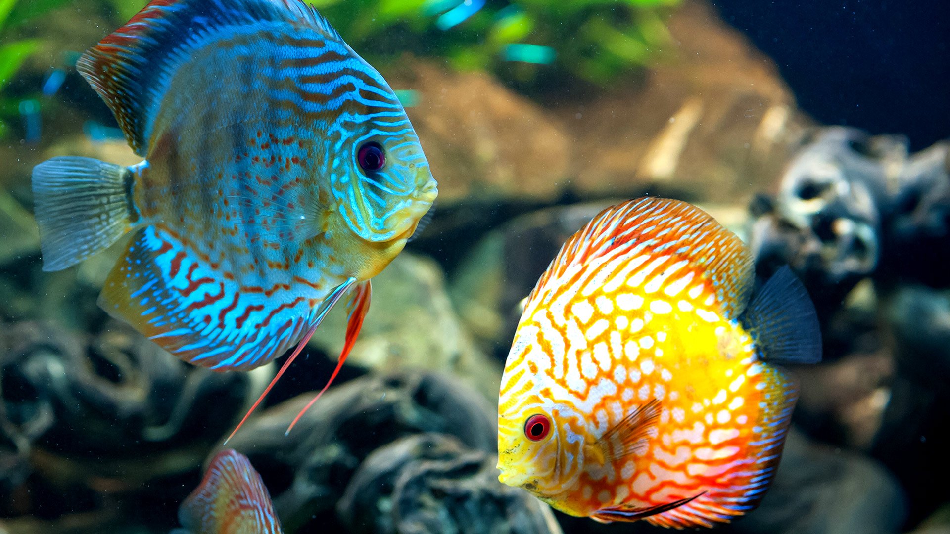 Detail Fish Hd Picture Nomer 7