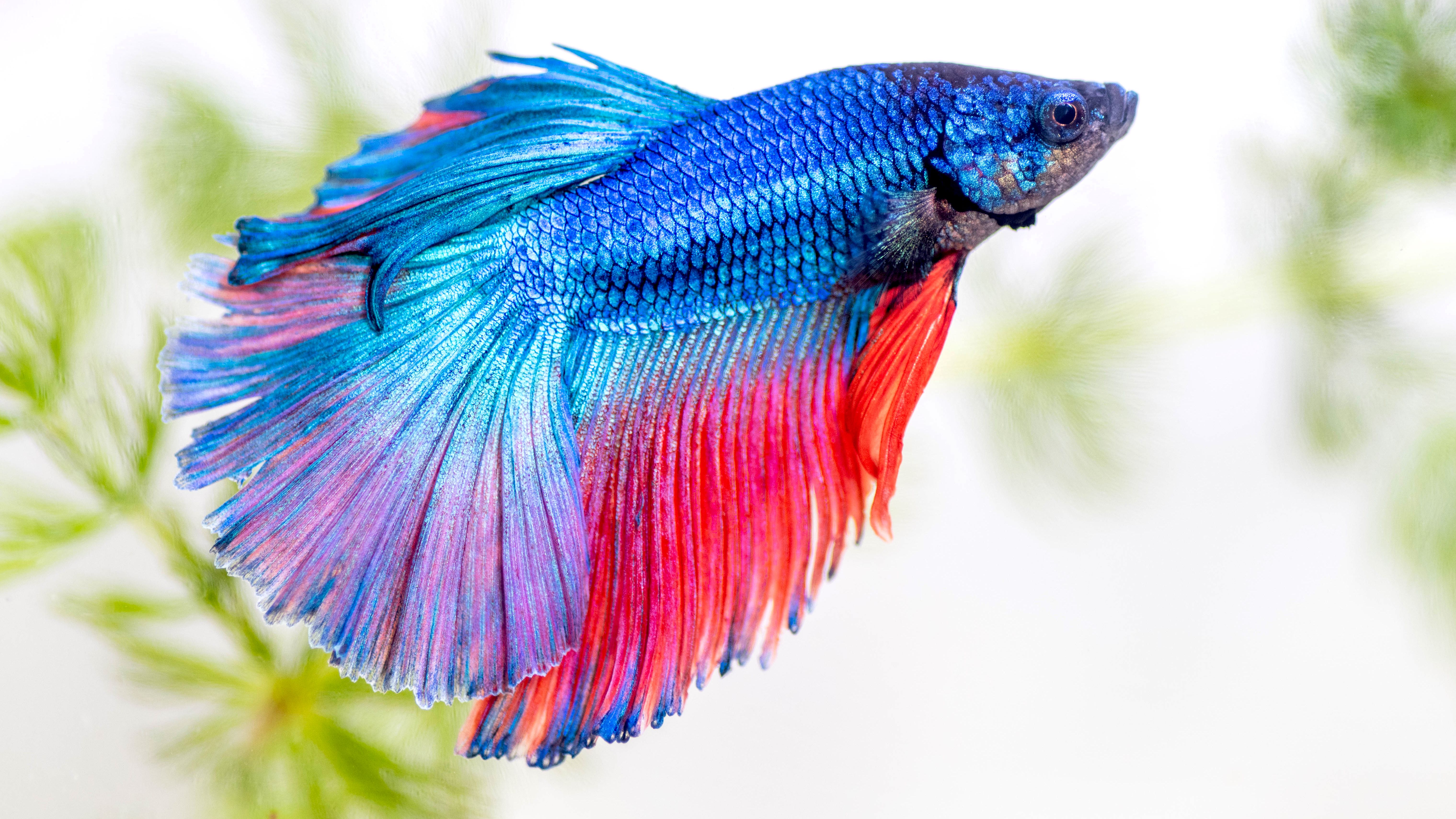 Detail Fish Image Nomer 2