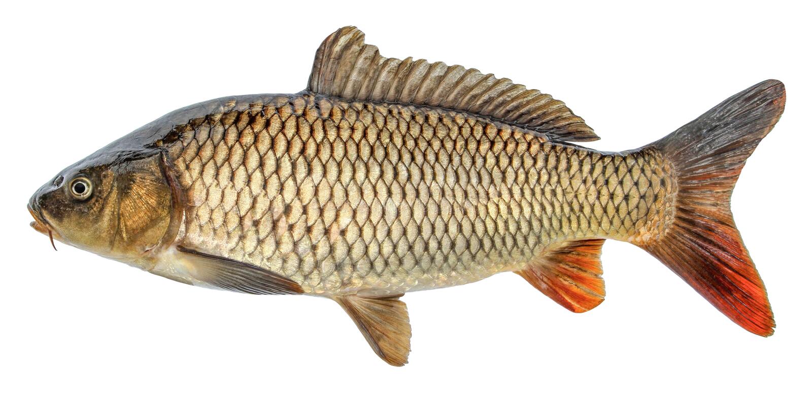Detail Fish Image Nomer 10