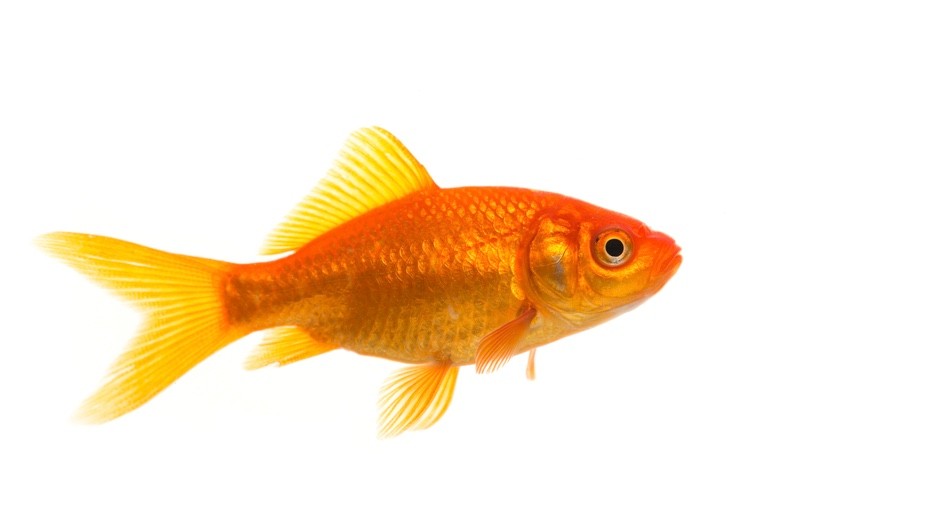 Detail Fish Image Nomer 11