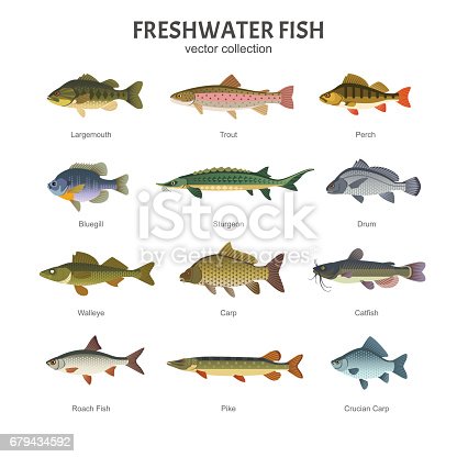 Detail Fish Image Nomer 13