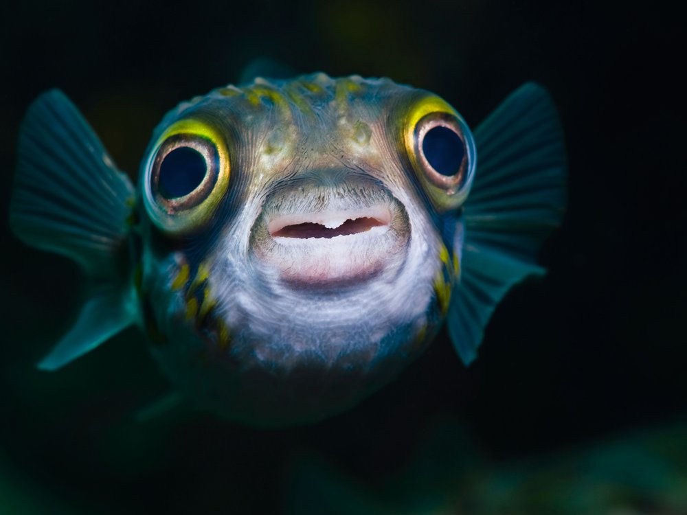 Detail Fish Image Nomer 15