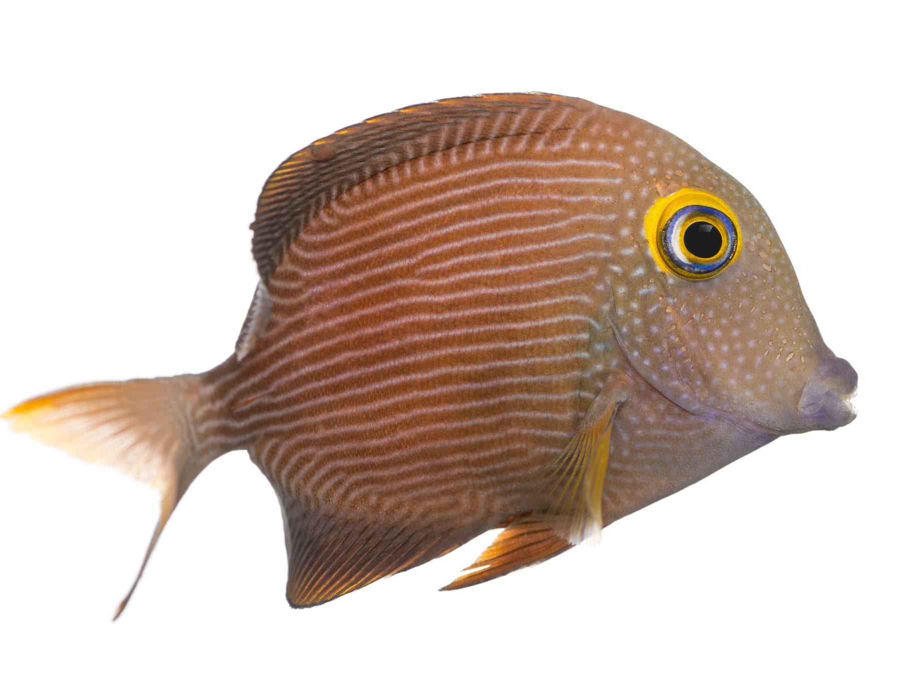 Detail Fish Image Nomer 16