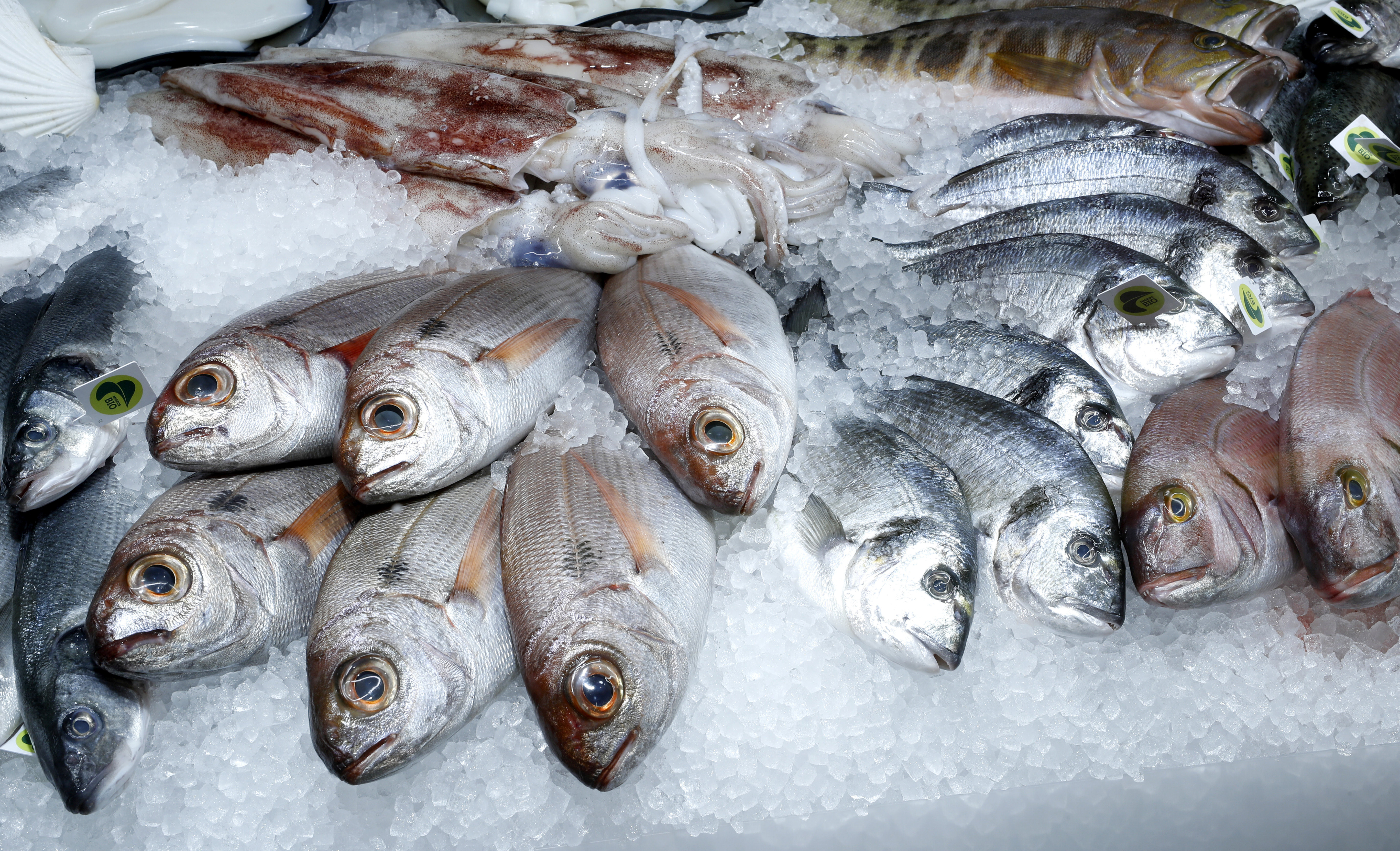Detail Fish Image Nomer 18