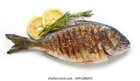Detail Fish Image Nomer 19
