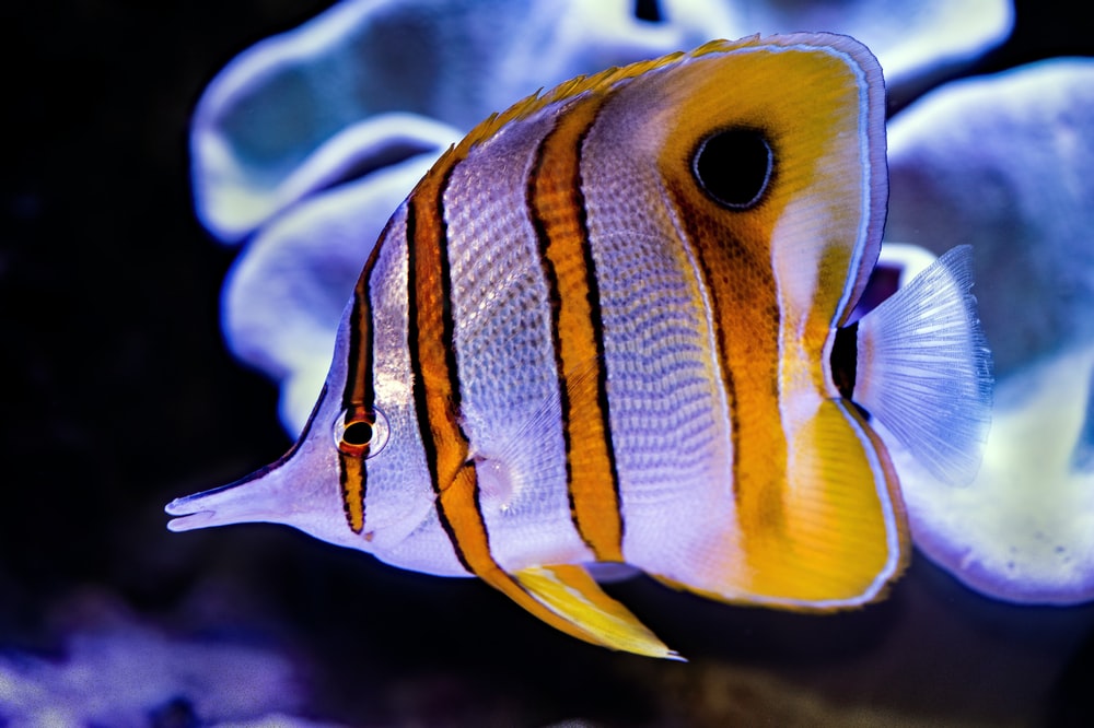 Detail Fish Image Nomer 21