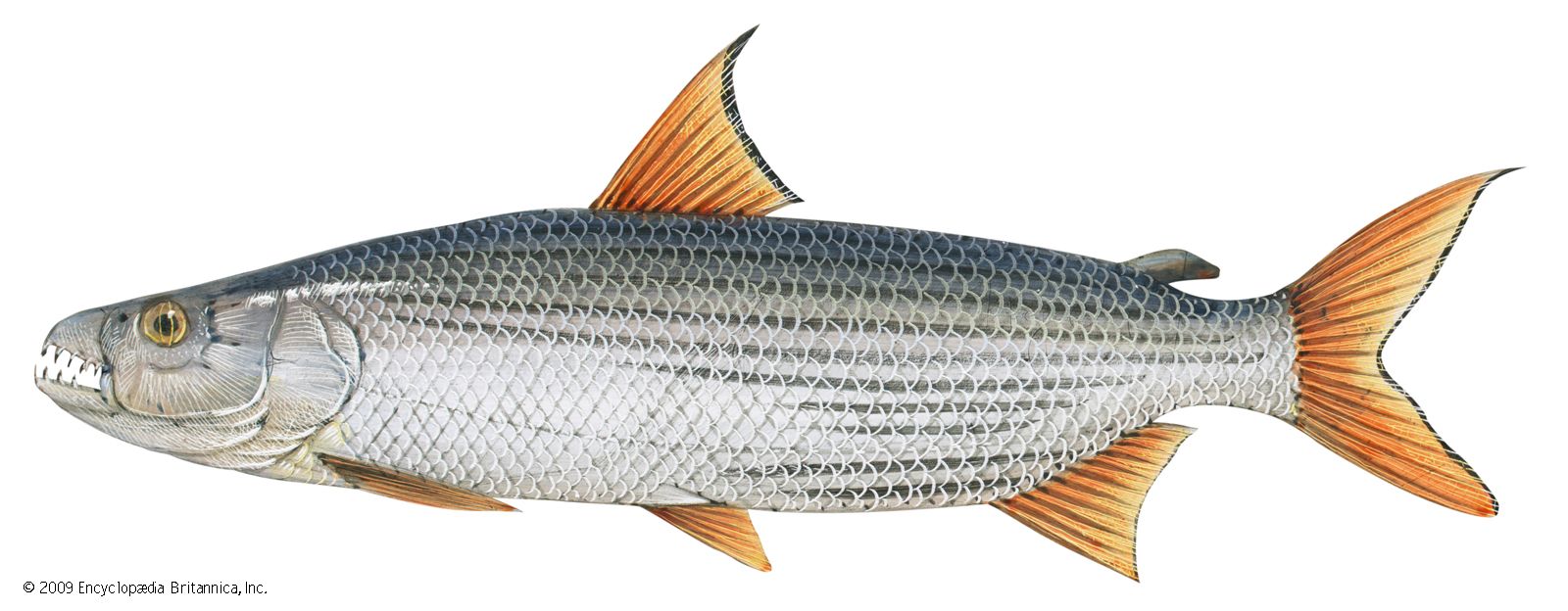 Detail Fish Image Nomer 22