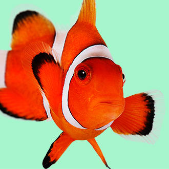 Detail Fish Image Nomer 23