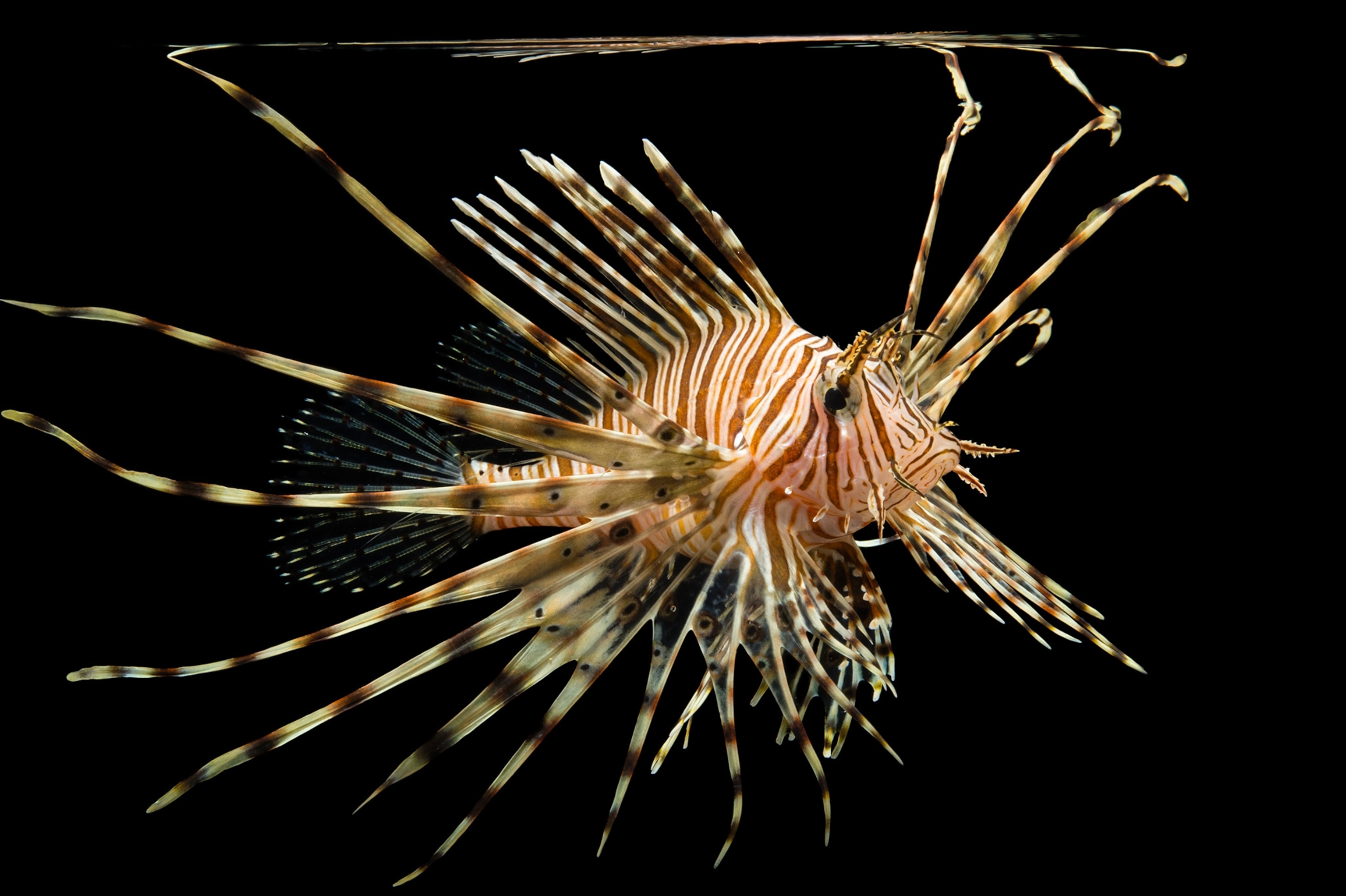 Detail Fish Image Nomer 26