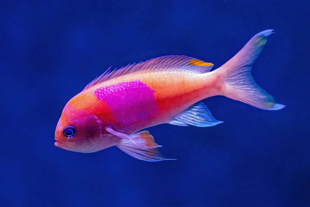 Detail Fish Image Nomer 27