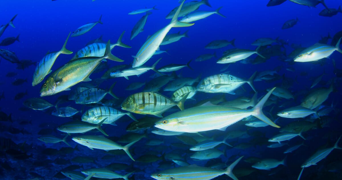 Detail Fish Image Nomer 28
