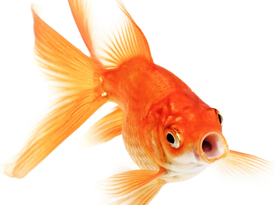 Detail Fish Image Nomer 3
