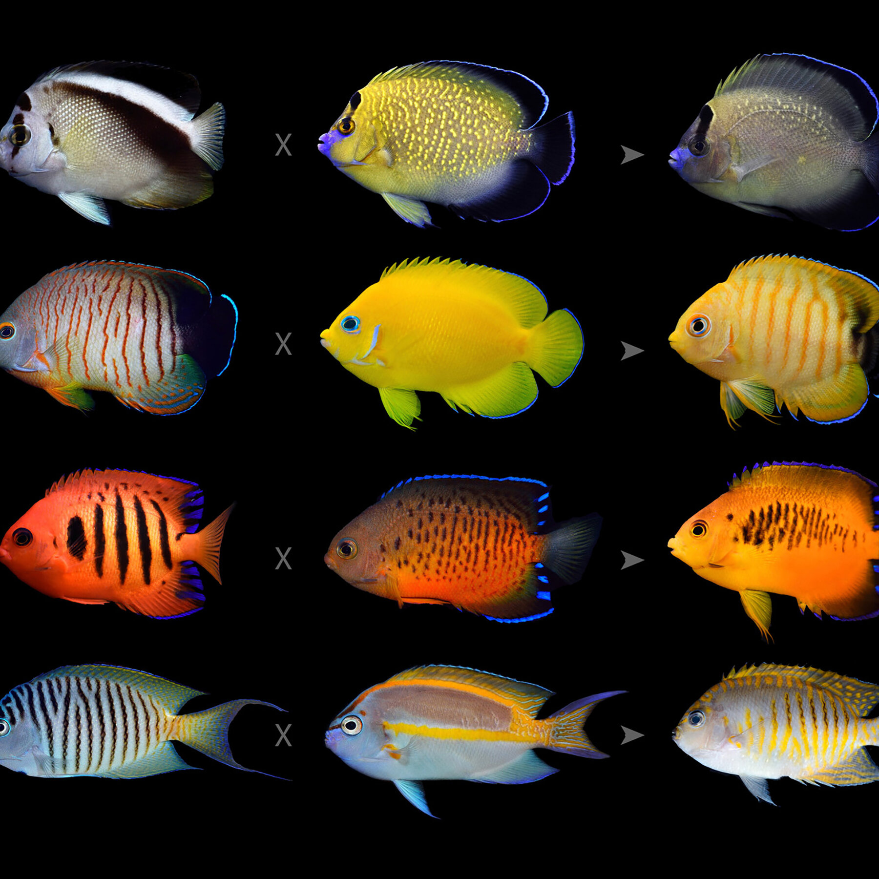 Detail Fish Image Nomer 30