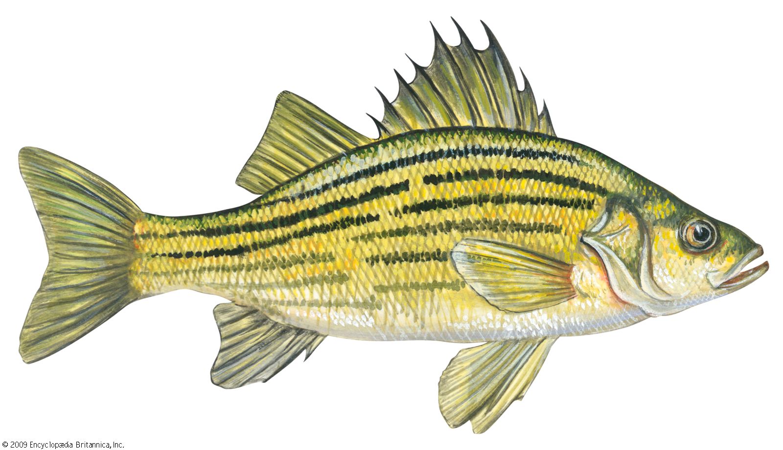 Detail Fish Image Nomer 31