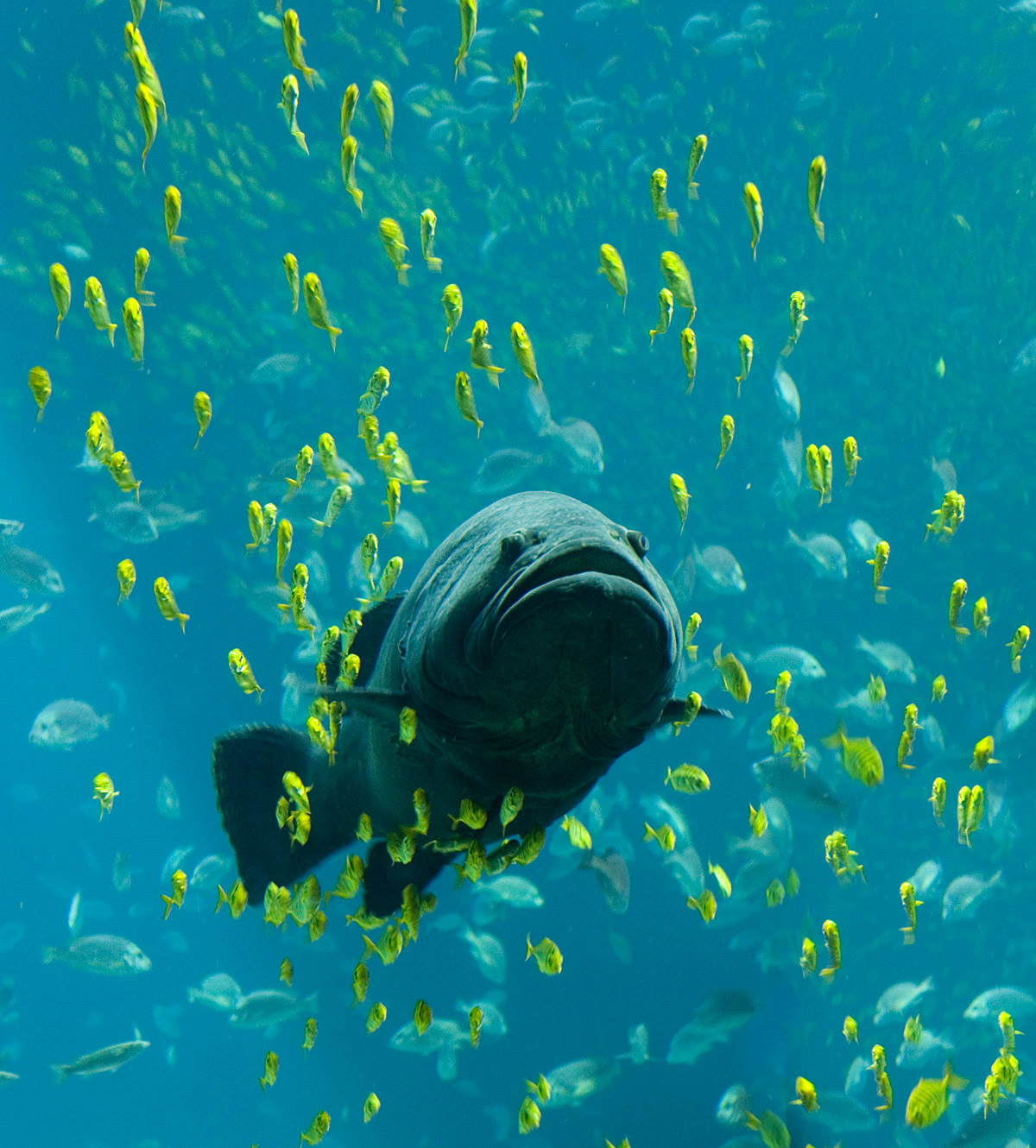 Detail Fish Image Nomer 33