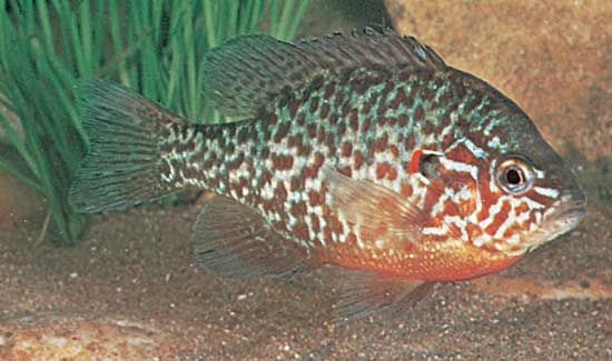 Detail Fish Image Nomer 34