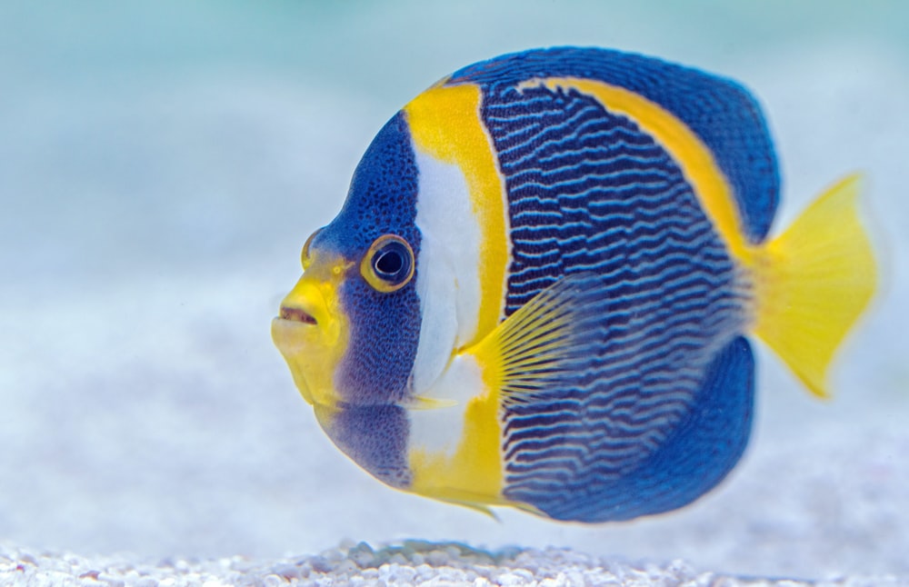 Detail Fish Image Nomer 4