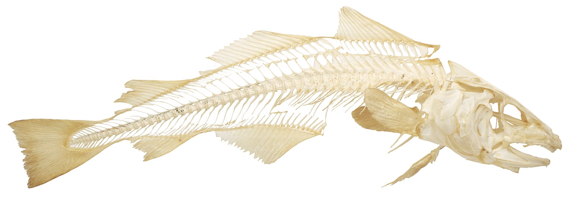 Detail Fish Image Nomer 38