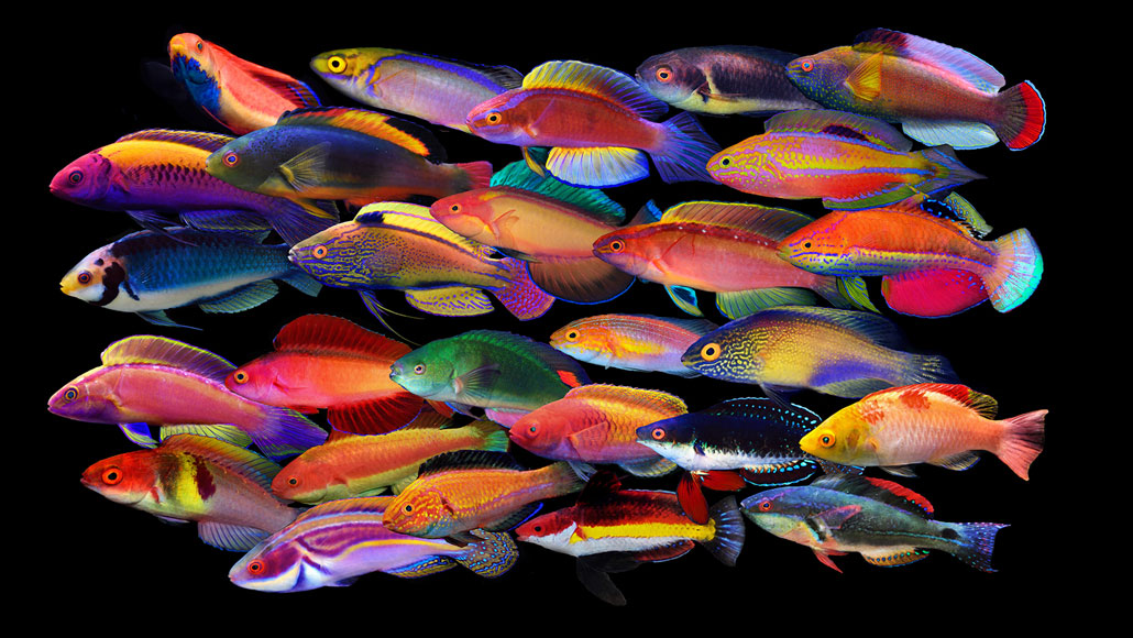 Detail Fish Image Nomer 39