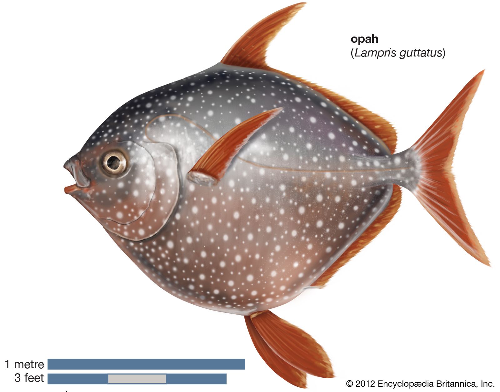 Detail Fish Image Nomer 40