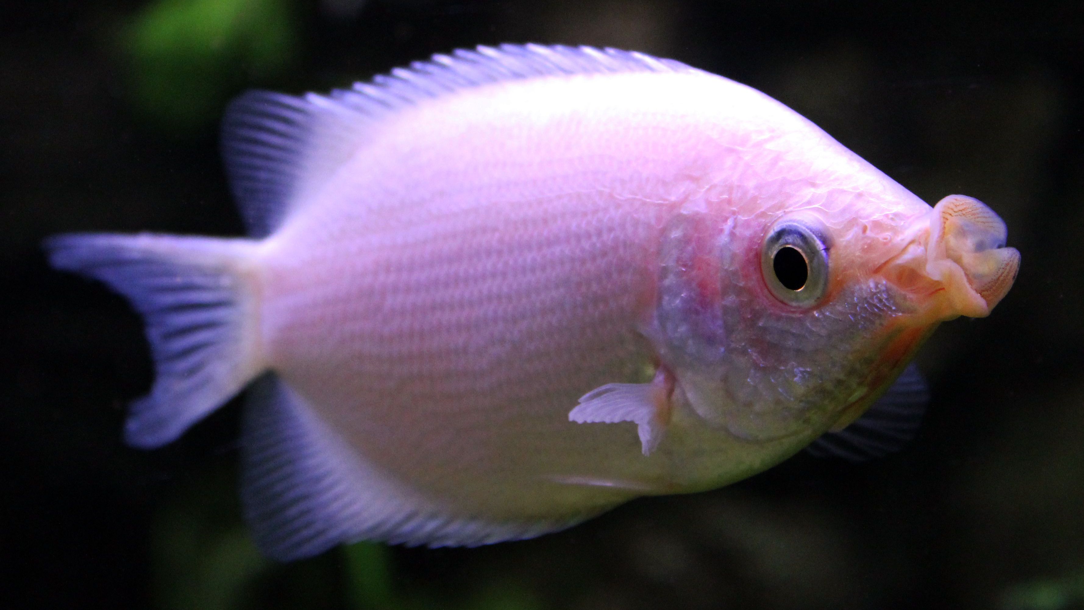 Detail Fish Image Nomer 41