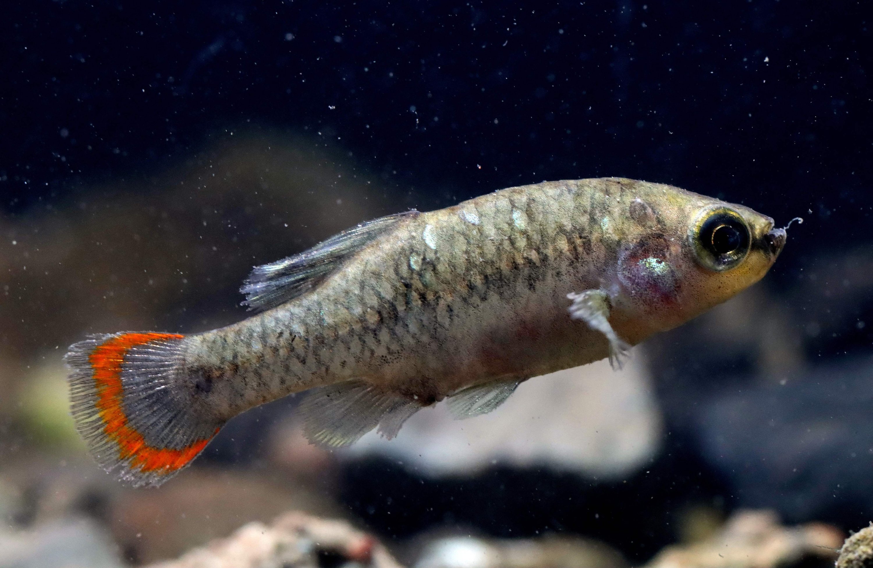 Detail Fish Image Nomer 43