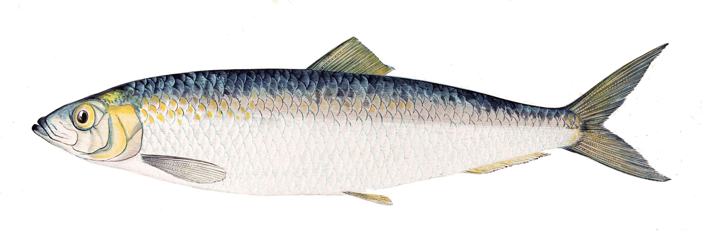Detail Fish Image Nomer 48