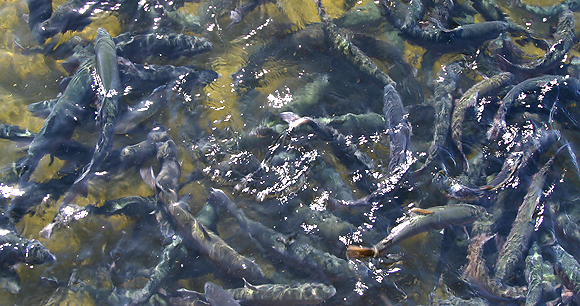 Detail Fish Image Nomer 50