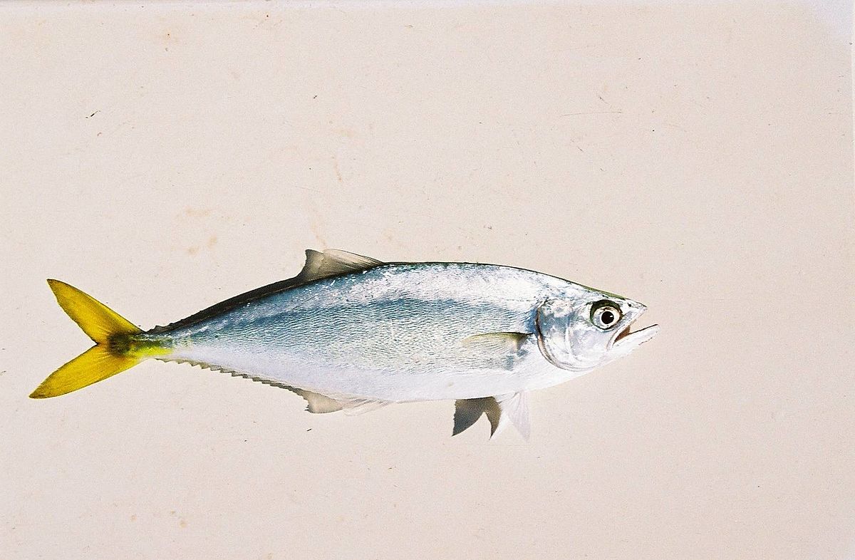 Detail Fish Image Nomer 51